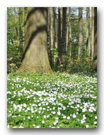 Aktion CO2 Partnerschaft